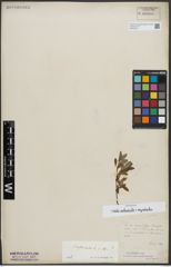Foto von Salix arbuscula L. x Salix myrsinites L.